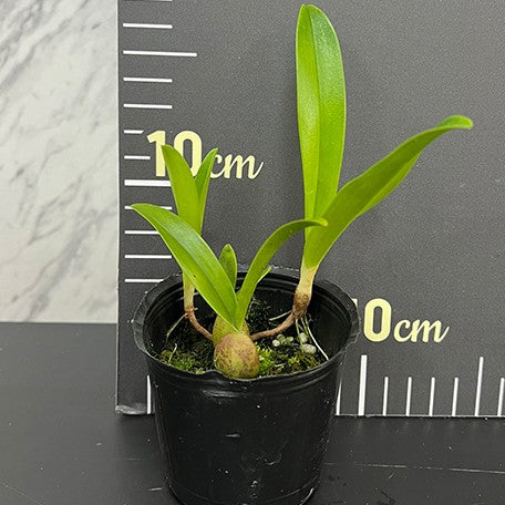 175884902966-Bulb.%20falcatum%20%C3%97%20sib%20%E6%A4%8D%E6%A0%AA2.5''1.jpg