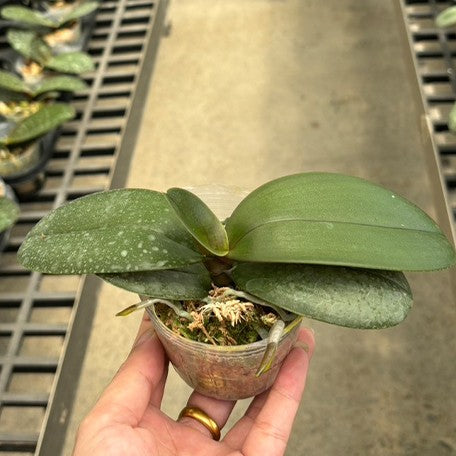 175886875910-Phal.%20sanderiana%20%C3%97%20sib%20%E6%A4%8D%E6%A0%AA2.5''1.jpg