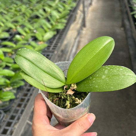 175886926392-Phal.%20Allura%20'Jimbo'%20%E6%A4%8D%E6%A0%AA2.5''1.jpg