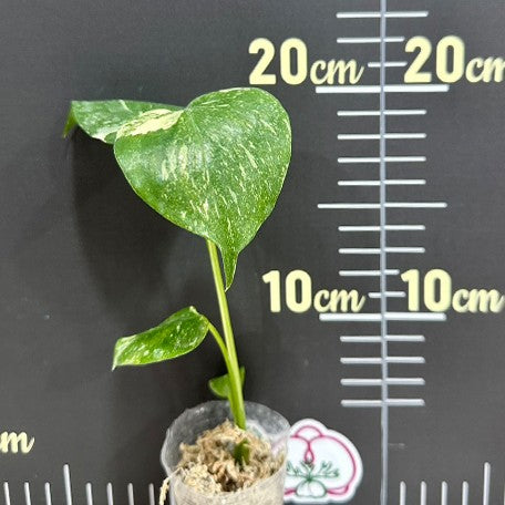 175887527212-Monstera%20deliciosa%20'Thai%20Constellation'%20%E6%A4%8D%E6%A0%AA1.7''1.jpg