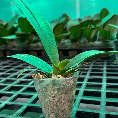 175930729264-Phal.%20Chi-Yueh%20Wise%20%E6%A4%8D%E6%A0%AA2.5''%201.jpg