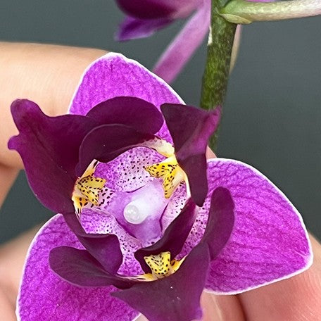 175936481276-Phal.%20Miki%20Berry%20Pink%20'3193'%20(peloric%20-%202%20eyes)%20%E8%8A%B15.jpg