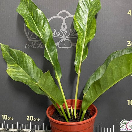 175937734594-Anthurium%20hybrid%20(variegata)%20%E6%A4%8D%E6%A0%AA%205''2.jpg