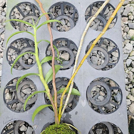 Dendrobium Super Nestor var. coerulea 2.0