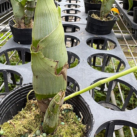 175947537375-Catasetum%20pileatum%20%E6%A4%8D%E6%A0%AA3''1.jpg