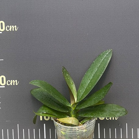 175947616831-Phal.%20Lioulin%20Sparrow%20'459'%20(peloric)%20%E6%A4%8D%E6%A0%AA2.5''2.jpg