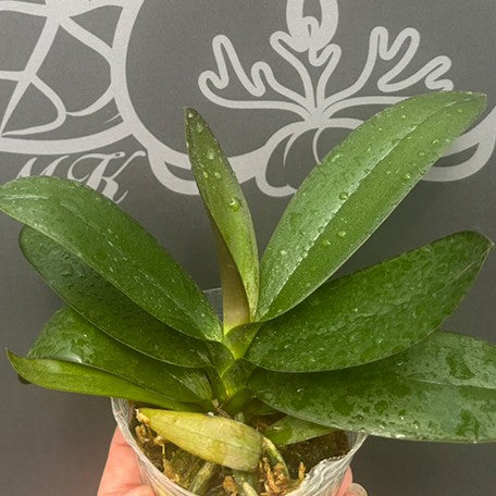 175947616891-Phal.%20Lioulin%20Sparrow%20'459'%20(peloric)%20%E6%A4%8D%E6%A0%AA2.5''1.jpg