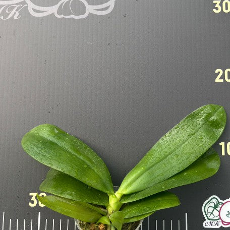 175947704032-Phal.%20Meidarland%20Kaiulani%20'685'%20%E6%A4%8D%E6%A0%AA2.5''1.jpg