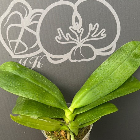 175947704042-Phal.%20Meidarland%20Kaiulani%20'685'%20%E6%A4%8D%E6%A0%AA2.5''2.jpg