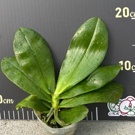 175947820113-Phal.%20violacea%20var.%20indigo%20red%20'MIKI'%20%E6%A4%8D%E6%A0%AA2.5''2.jpg