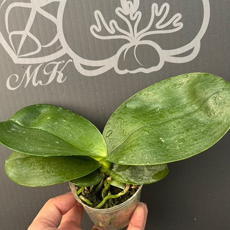 175947897635-Phal.%20Miki%20Mok%20Choi%20Bear%20Queen%20'683'%20%E6%A4%8D%E6%A0%AA2.5''1.jpg