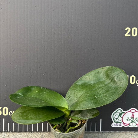 175947897650-Phal.%20Miki%20Mok%20Choi%20Bear%20Queen%20'683'%20%E6%A4%8D%E6%A0%AA2.5''2.jpg
