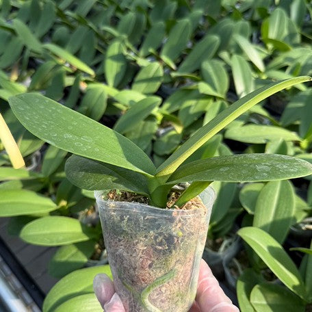 175979661885-Phal.%20Fusheng%20Black%20Peacock%20%E6%A4%8D%E6%A0%AA2.5''1.jpg