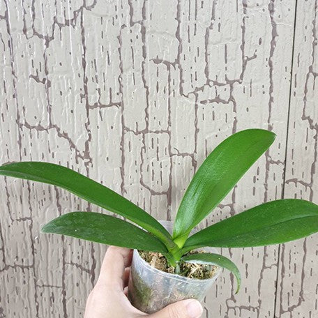 175981898322-Phal.%20Charming%20Pretty%20Heart%20'1327'%20%E6%A4%8D%E6%A0%AA2.5''1.jpg