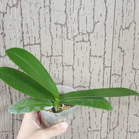 175981898355-Phal.%20Charming%20Pretty%20Heart%20'1327'%20%E6%A4%8D%E6%A0%AA2.5''2.jpg