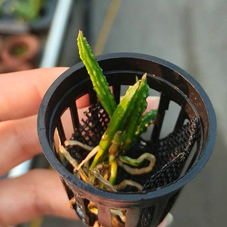 175988886041-Den.%20cucumerinum%20%C3%97%20sib%20%E6%A4%8D%E6%A0%AA1.7''1.jpg