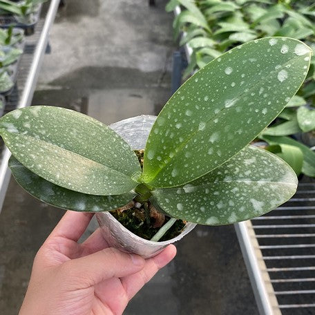 175991702892-Phal.%20Sogo%20Meili%20(peloric%20-%202%20eyes)%20%E6%A4%8D%E6%A0%AA2.5''1.jpg