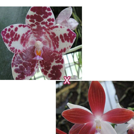 175991730578-Phal.%20gigantea%20'Jumbo%20Orchids'%20%C3%97%20tetrapis%20'C1'%20%E8%8A%B11.jpg