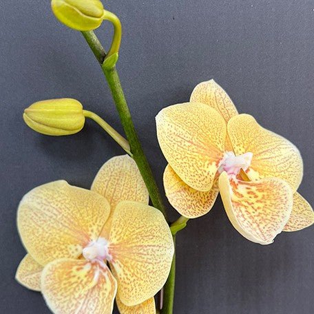 175998768931-Phal.%20Chi%20Yueh%20Yellow%20Chameleon%20%E8%8A%B13.jpg