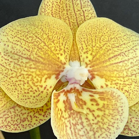175998768972-Phal.%20Chi%20Yueh%20Yellow%20Chameleon%20%E8%8A%B16.jpg