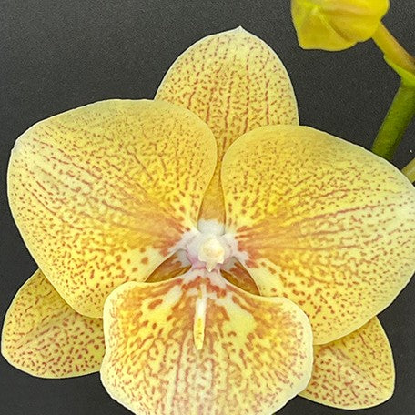 175998768974-Phal.%20Chi%20Yueh%20Yellow%20Chameleon%20%E8%8A%B15.jpg