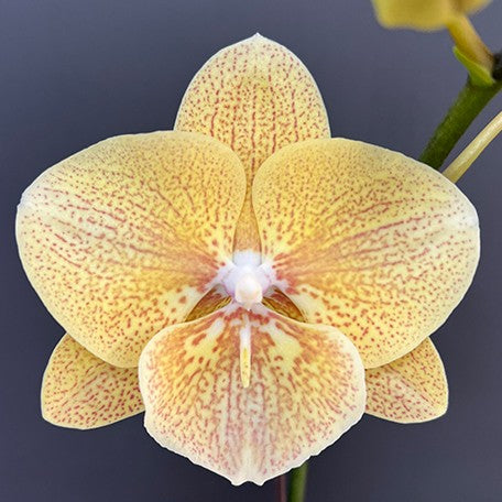 175998768979-Phal.%20Chi%20Yueh%20Yellow%20Chameleon%20%E8%8A%B14.jpg