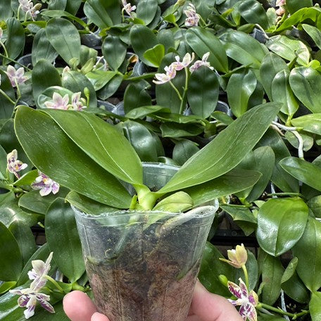 175998810936-Phal.%20Lyndon%20Mix%20Zebra%20'870'%20%E6%A4%8D%E6%A0%AA2.5''1.jpg
