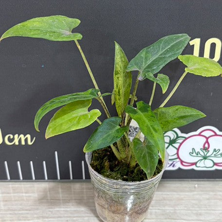 176068786535-Alocasia%20lauterbachiana%20'Variegated'%20%E6%A4%8D%E6%A0%AA1.7''2.jpg