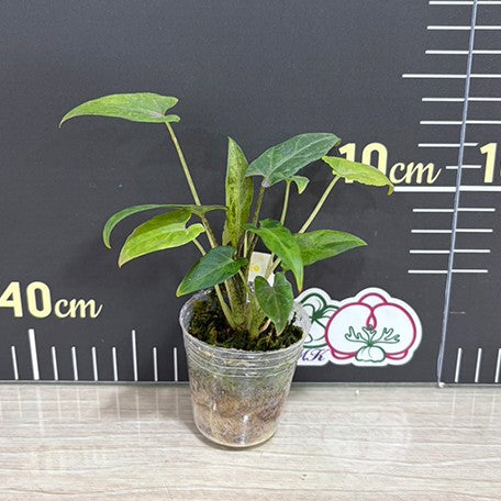 176068786558-Alocasia%20lauterbachiana%20'Variegated'%20%E6%A4%8D%E6%A0%AA1.7''1.jpg
