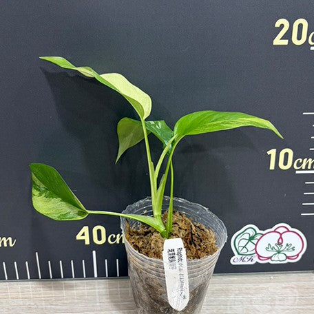 176069152396-Rhaphidophora%20tetrasperma%20variegated%20%E6%96%91%E8%91%89%E5%A7%AC%E9%BE%9C%20%E6%A4%8D%E6%A0%AA2.5''%201.jpg