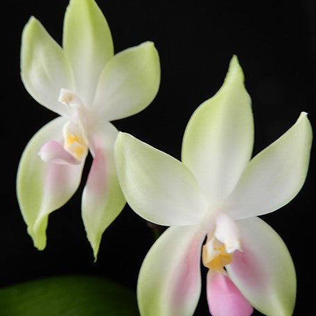 176093717195-Phal.%20bellina%20var.%20pink%20%C3%97%20sib%20%E8%8A%B11.jpg