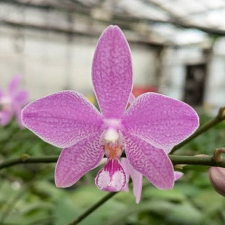 176094132036-Phal.%20speciosa%20%C3%97%20schilleriana%20%E7%9B%BE%E8%8A%B1%20%C3%97%20%E6%AC%A3%E8%95%BE%E8%8E%89%20%E8%8A%B12.jpg