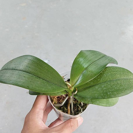 176094144821-Phal.%20speciosa%20%C3%97%20schilleriana%20%E7%9B%BE%E8%8A%B1%20%C3%97%20%E6%AC%A3%E8%95%BE%E8%8E%89%20%E6%A4%8D%E6%A0%AA2.5''%201.jpg