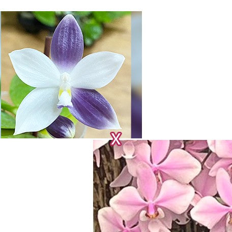 176094161898-Phal.%20speciosa%20%C3%97%20schilleriana%20%E7%9B%BE%E8%8A%B1%20%C3%97%20%E6%AC%A3%E8%95%BE%E8%8E%89%20%E8%8A%B11.jpg