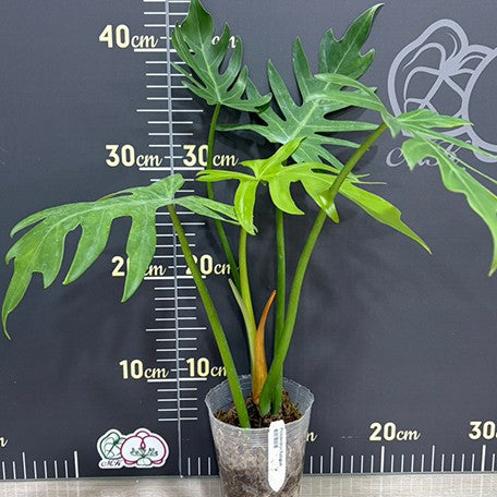 176094447039-Philodendron%20radiatum%20%E8%BC%BB%E5%B0%84%E8%94%93%E7%B6%A0%E7%B5%A8%20%E6%A4%8D%E6%A0%AA3''%202.jpg