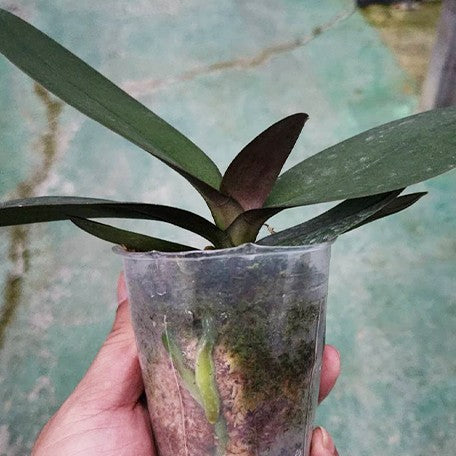 176102588664-Phal.%20Tulcan%20%E6%A4%8D%E6%A0%AA2.5''2.jpg