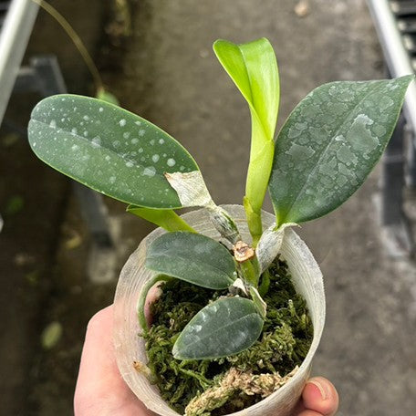 176102683570-C.%20violacea%20var.%20semi-alba%20flamea%20%C3%97%20sib%20%E6%A4%8D%E6%A0%AA2.5''1.jpg