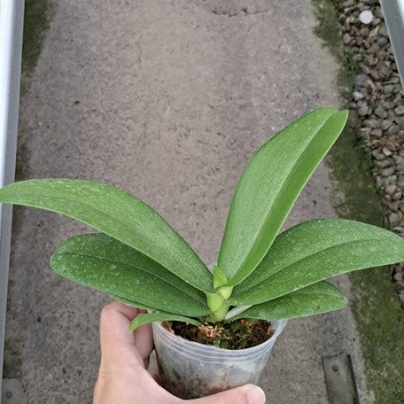 176111201321-Phal.%20Pink%20Crystal%20%E6%A4%8D%E6%A0%AA2.5''1.jpg