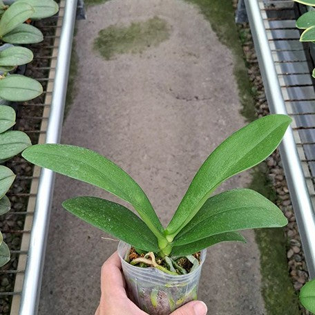 176111201358-Phal.%20Pink%20Crystal%20%E6%A4%8D%E6%A0%AA2.5''2.jpg
