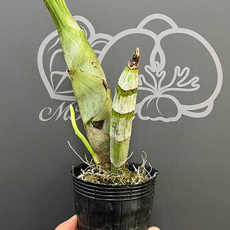 176120107521-Catasetum%20Orchidglade%20'Jack%20of%20Diamond'%20%E6%A4%8D%E6%A0%AA3''1.jpg