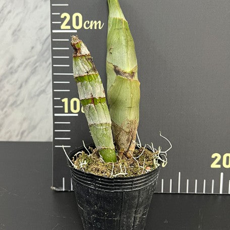 176120107530-Catasetum%20Orchidglade%20'Jack%20of%20Diamond'%20%E6%A4%8D%E6%A0%AA3''3.jpg