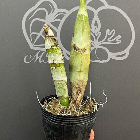 176120107570-Catasetum%20Orchidglade%20'Jack%20of%20Diamond'%20%E6%A4%8D%E6%A0%AA3''2.jpg