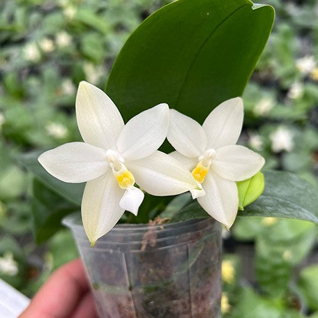 Phalaenopsis Samera var. alba × sib 2.5 Phalaenopsis Samera var. alba × sib 2.5