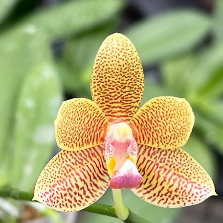 176120176654-Phal.%20tetraspis%20'Blue'%20%C3%97%20Younghome%20Lucky%20Star%20'0025'%20%E8%8A%B14.jpg