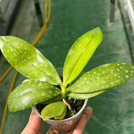 176154503540-Phal.%20tetraspis%20'Blue'%20%E6%A4%8D%E6%A0%AA2.5''1.jpg