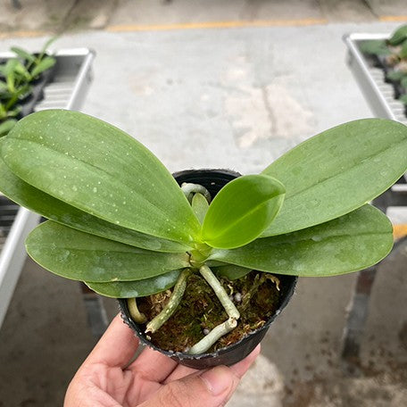176155261340-Phal.%20cornu-cervi%20var.%20red%20%C3%97%20sib%202.5''%20%E6%A4%8D%E6%A0%AA2.jpg