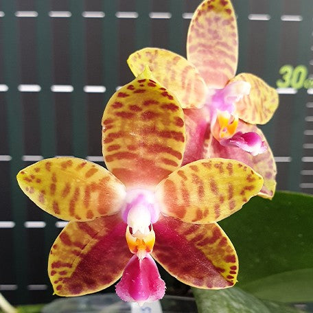 176161836255-Phal.%20Meidarland%20Castle%20Queen%20'Victoria'%20%E8%8A%B12.jpg