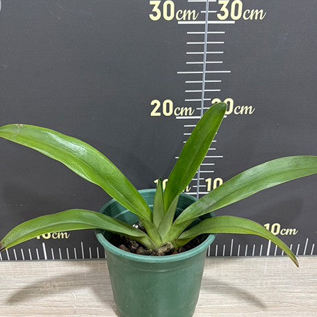 176163715854-Paph.%20philippinense%20%C3%97%20sib%20%E6%A4%8D%E6%A0%AA4.5''%202.jpg