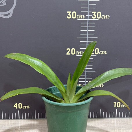 176163715881-Paph.%20philippinense%20%C3%97%20sib%20%E6%A4%8D%E6%A0%AA4.5''%201.jpg