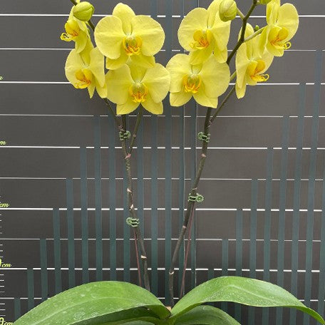 176170326250-Phal.%20Golden%20Hikari%20%E5%B8%8C%E6%9C%9B%E4%B9%8B%E5%85%89%20%E8%8A%B12.jpg